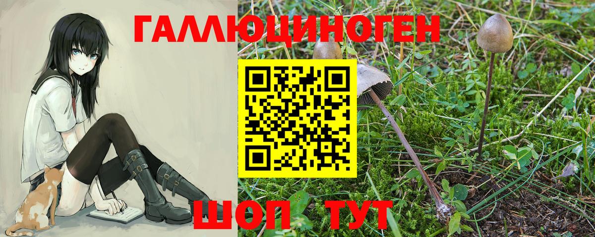 Галлюциногенные грибы Psilocybine cubensis Кириши